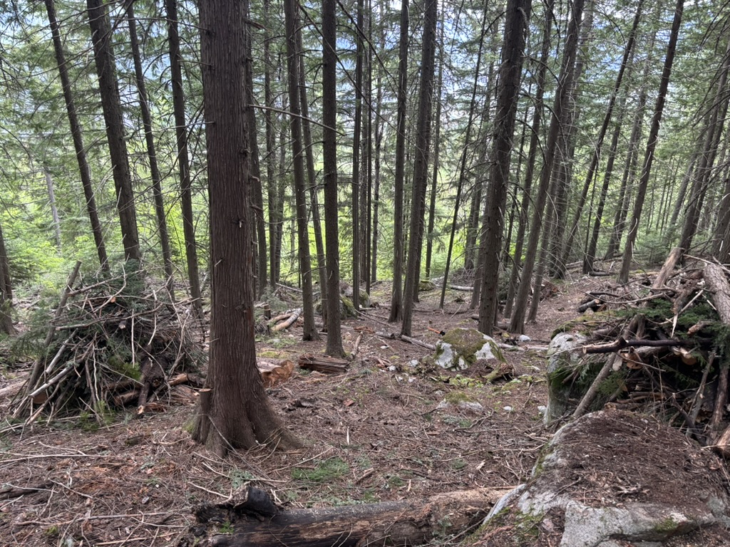 After fuel modification - clean forest floor with preserved mature trees, organized debris, and reduced fire risk while maintaining forest character