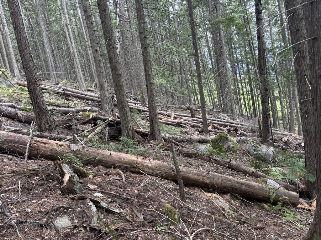 Before fuel modification - forest floor heavily loaded with fallen logs and dense understory creating ladder fuel conditions