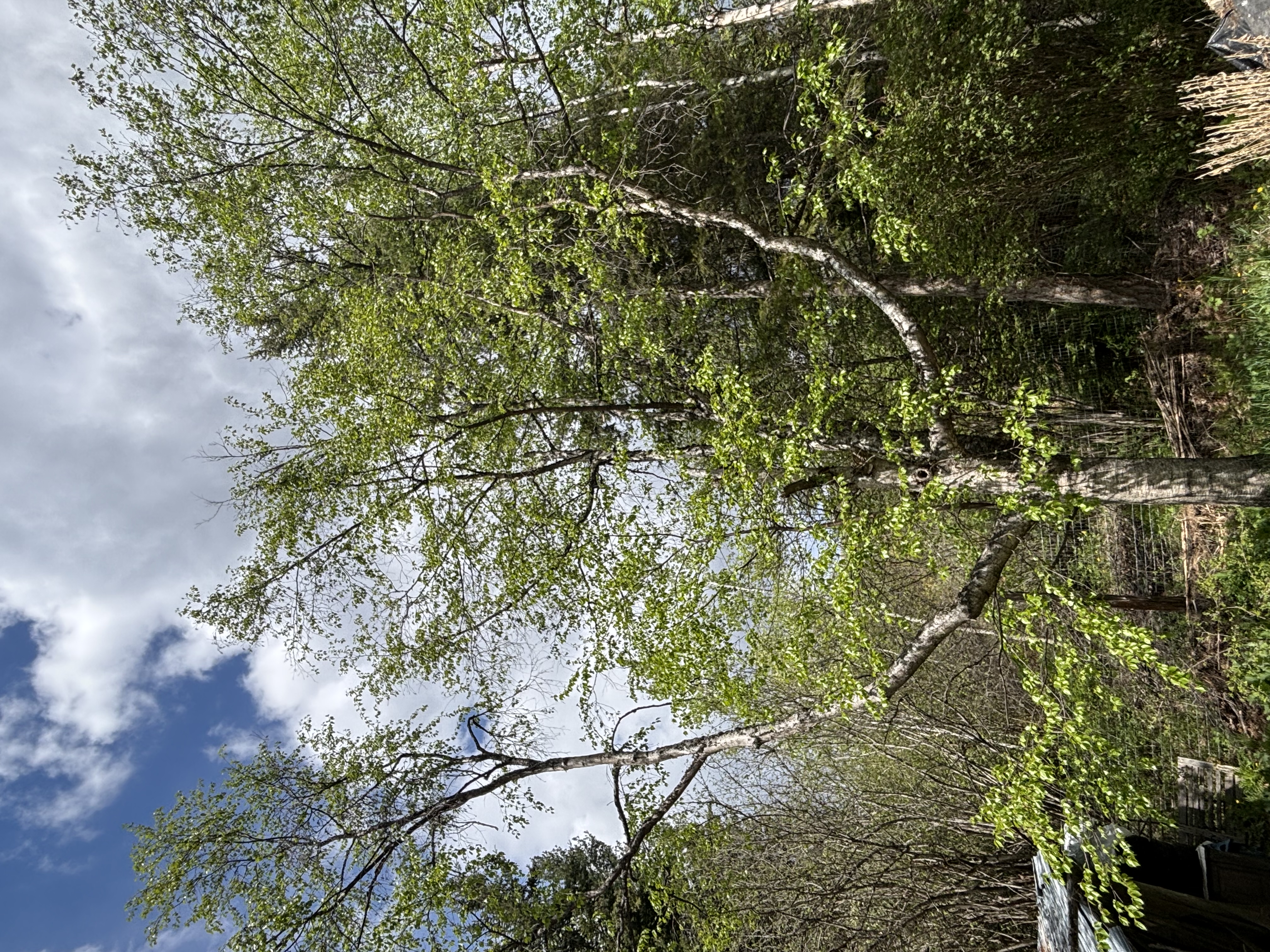 Severely declined birch tree with extensive dieback, mostly bare branches, and minimal remaining foliage