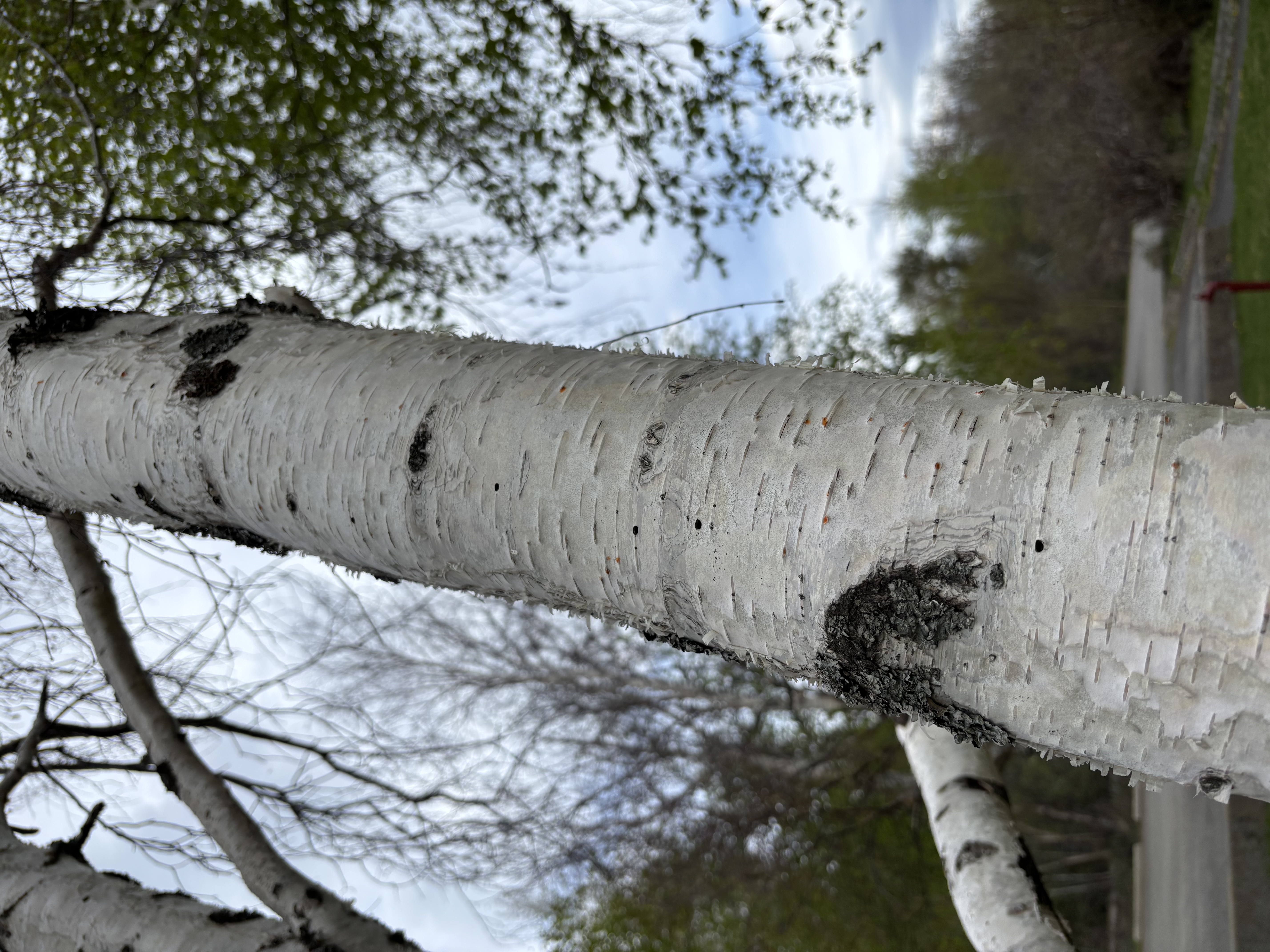 Stressed birch bark showing abnormal texture, cracking, and signs of reduced tree vigor