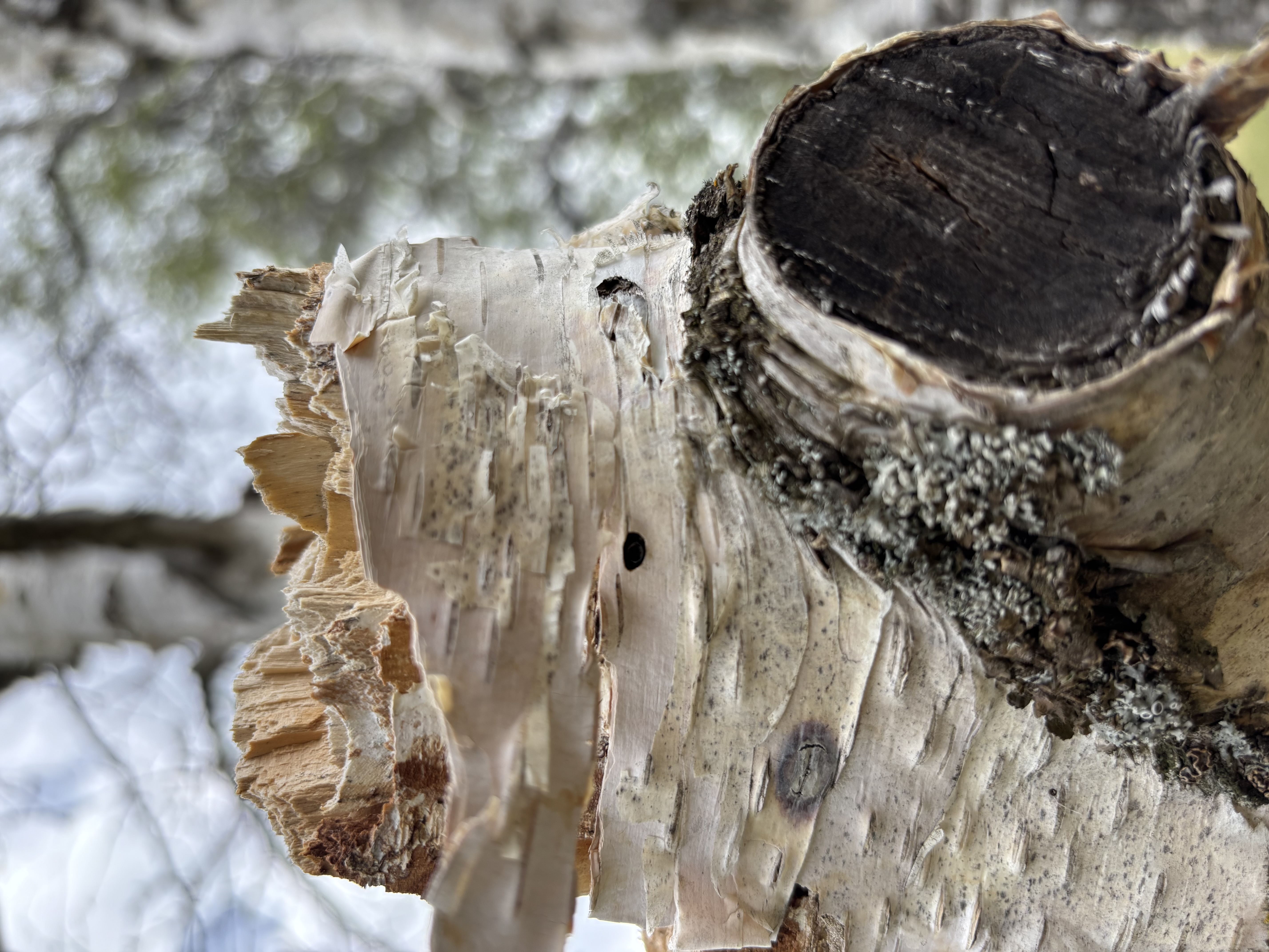 Severely damaged birch branch showing broken wood, decay, and possible borer exit hole