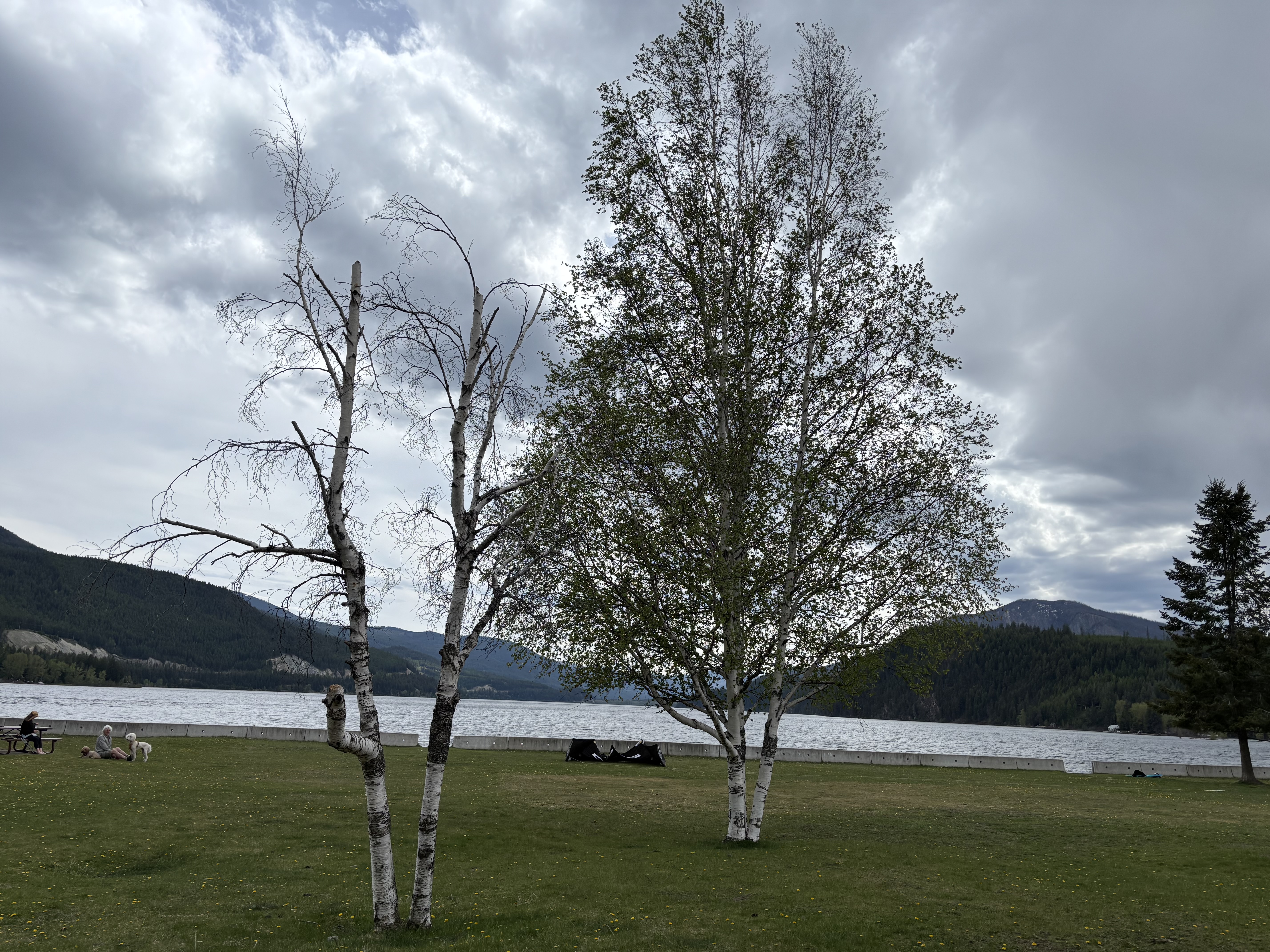 Two birch trees side by side showing different stages of decline - severely declining tree on left with extensive dieback versus healthier tree on right with fuller canopy