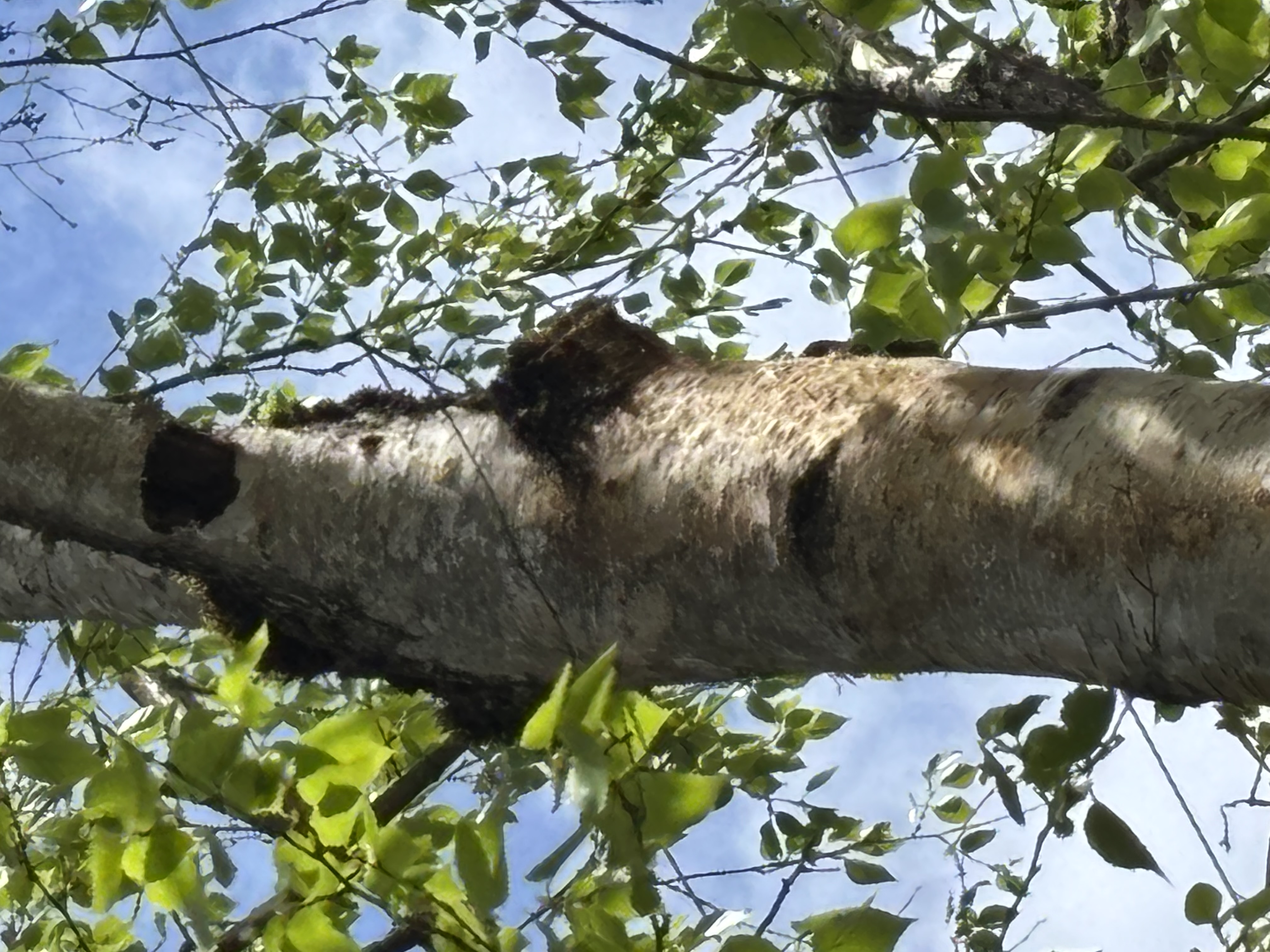 Birch tree with significant crown thinning and branch dieback throughout the canopy