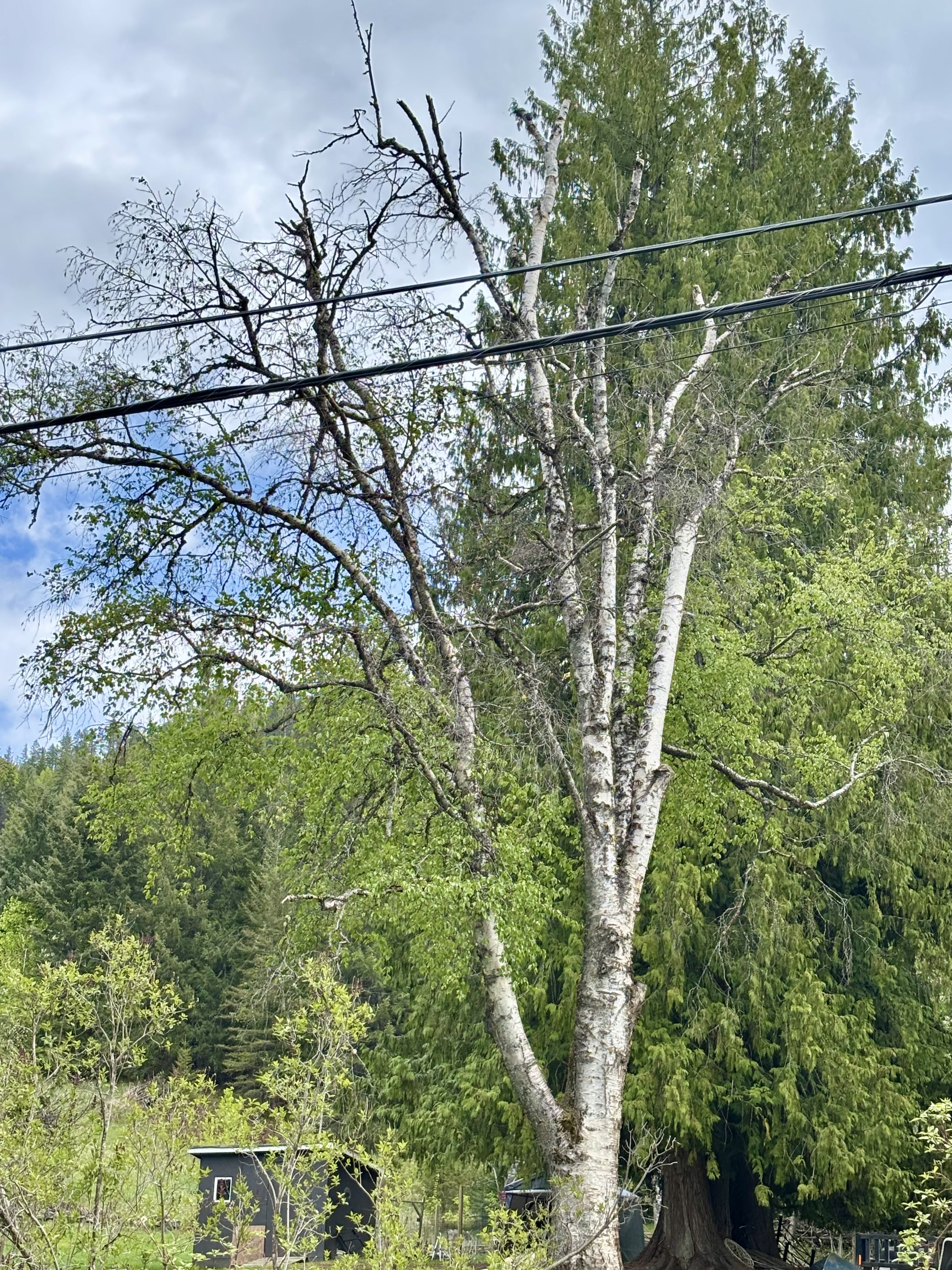 Birch tree showing severe decline, candidate for removal and replacement.