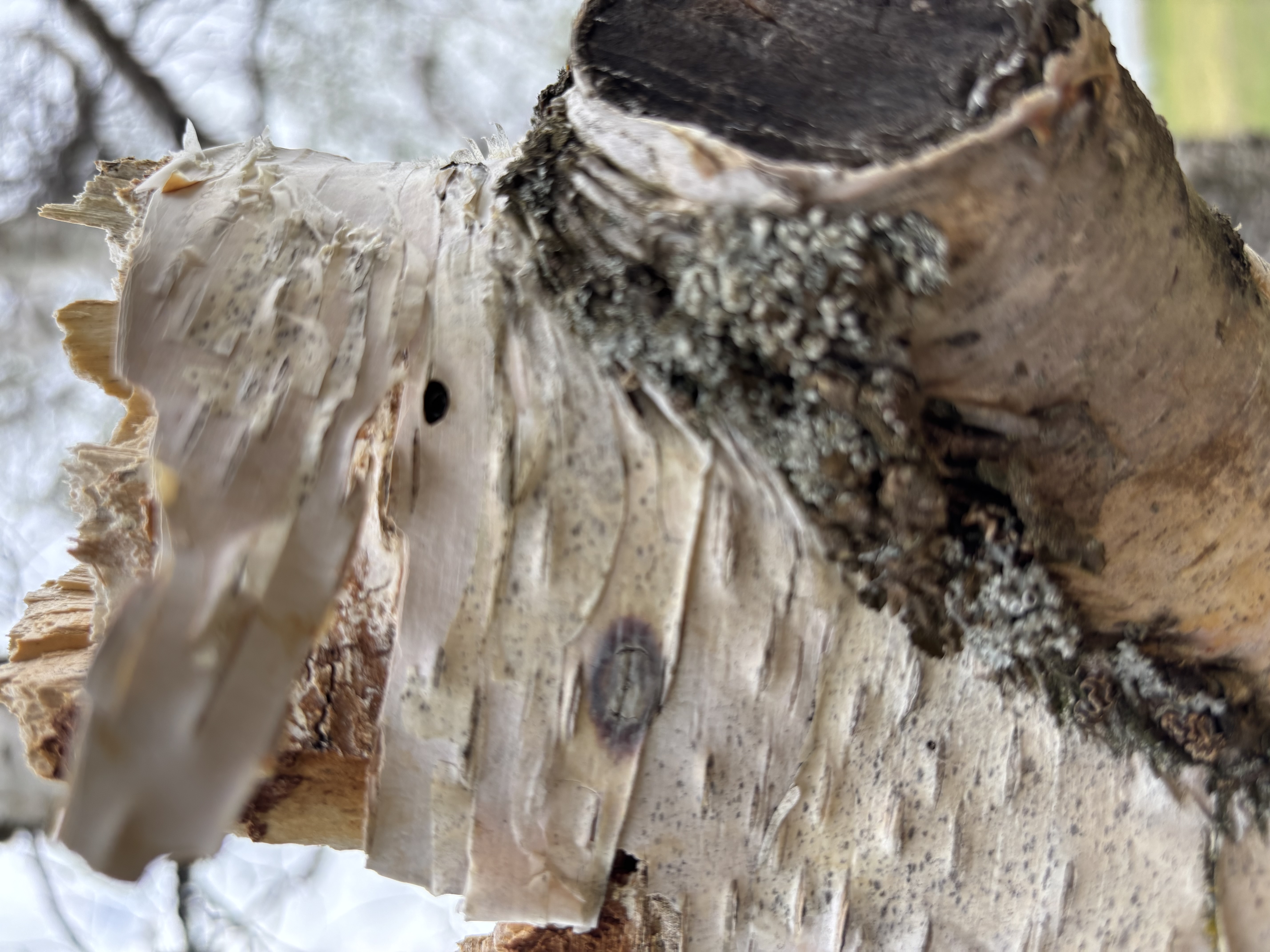 Individual dead branch on birch tree showing bark loss and wood deterioration