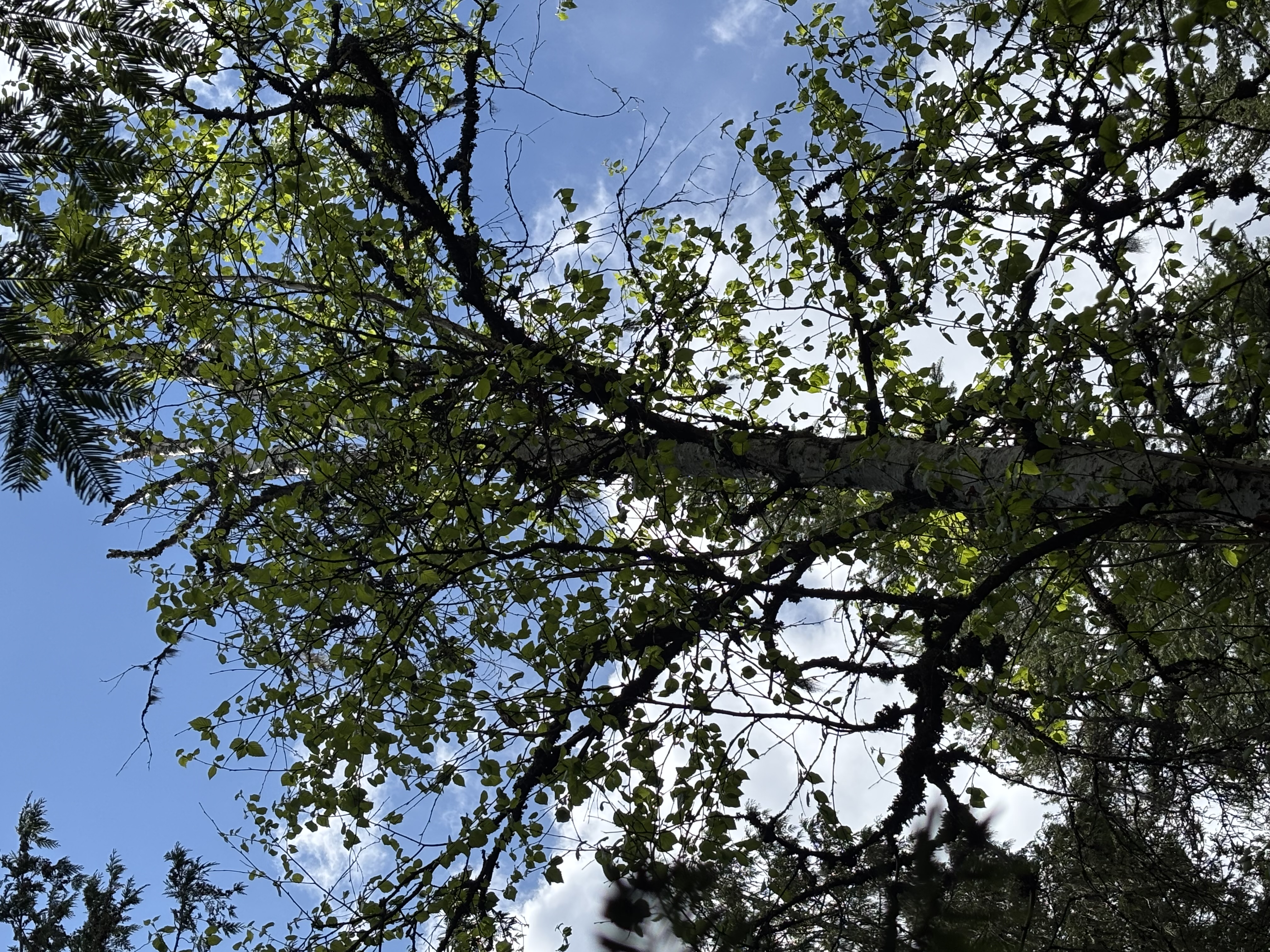 Paper birch tree showing early signs of decline with thinning canopy and sparse foliage in upper branches