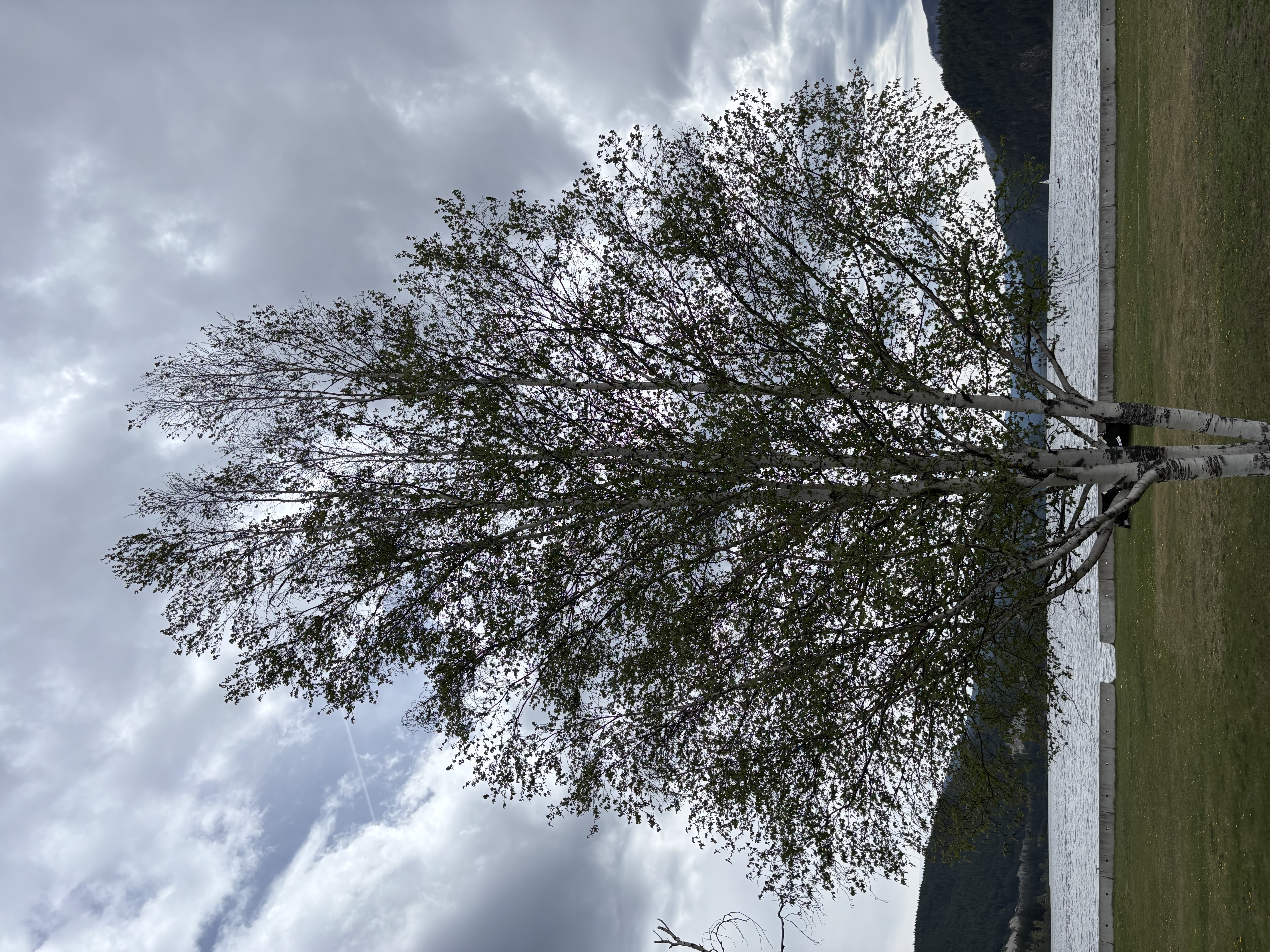 Upper portion of birch tree showing severe dieback with dead branches and minimal foliage