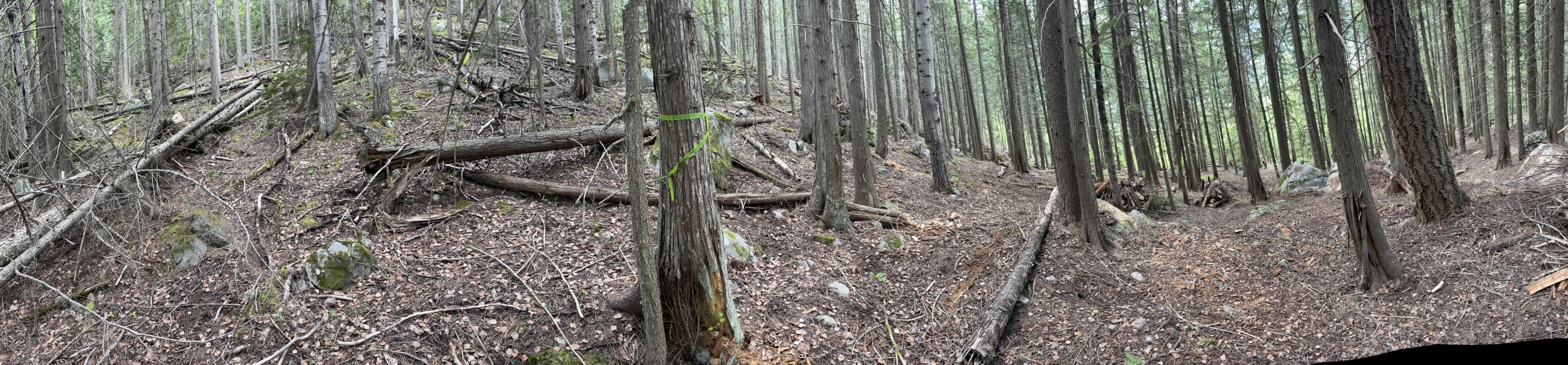 Panoramic before and after fuel modification - left side shows forest floor heavily loaded with fallen logs and dense understory creating ladder fuel conditions, right side shows clean forest floor with preserved mature trees, organized debris, and reduced fire risk while maintaining forest character