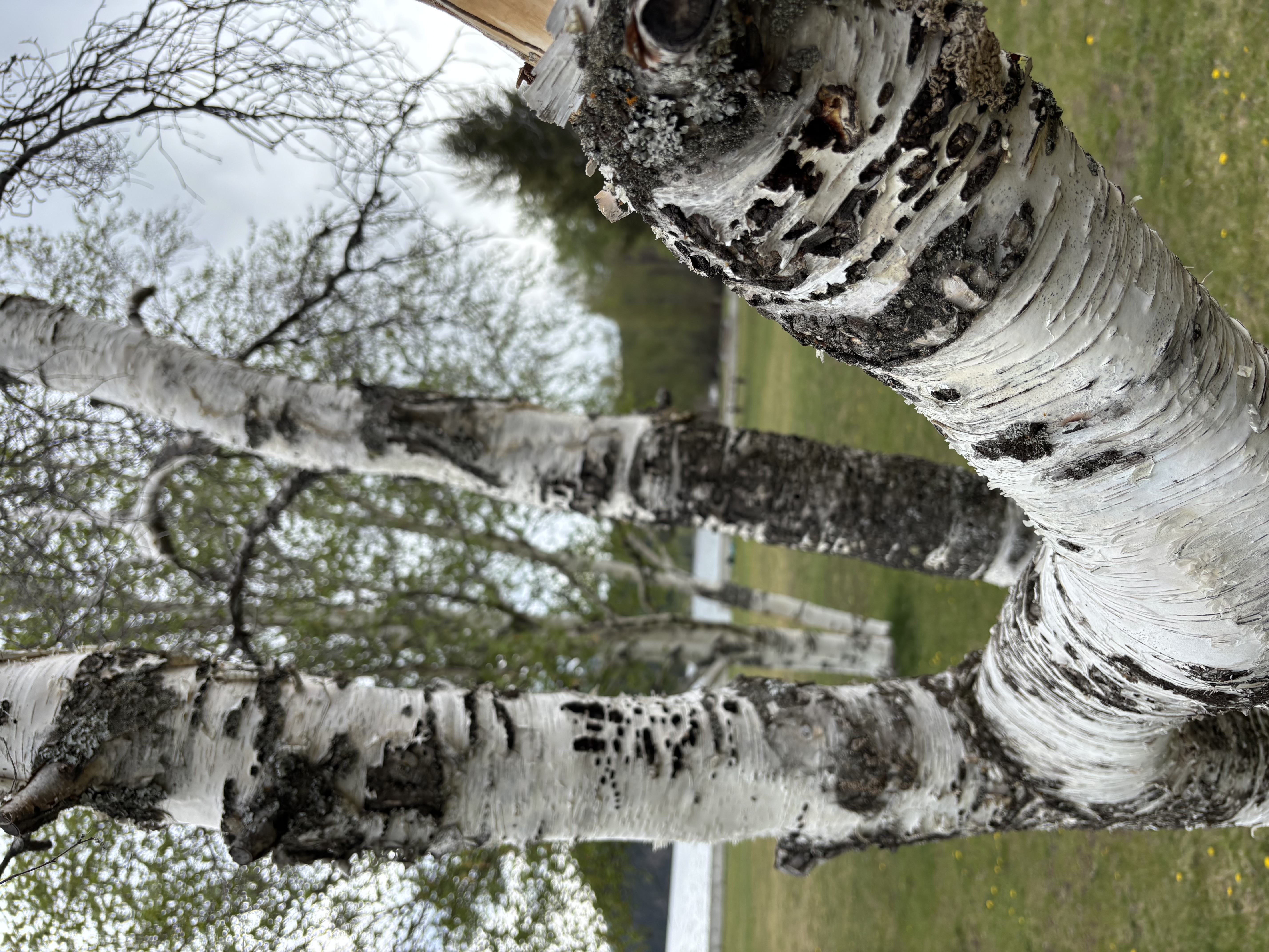 Birch trunk showing characteristic rows of sapsucker holes in a regular pattern